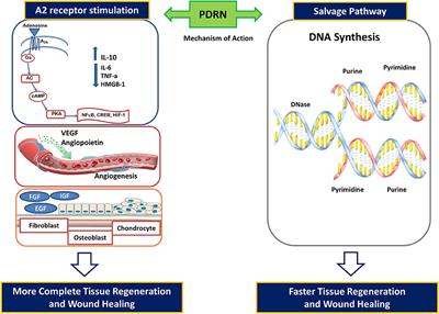 Pharmacological Activity and Clinical Use of PDRN